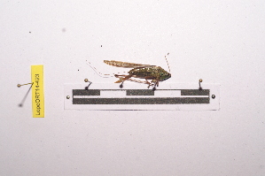  ( - LopeORT14-423)  @13 [ ] CreativeCommons - Attribution Non-Commercial Share-Alike (2014) Nicolas Moulin Nicolas Moulin entomologie