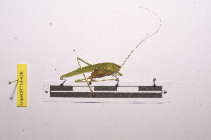  (Phaneroptera sparsa - LopeORT14-426)  @12 [ ] CreativeCommons - Attribution Non-Commercial Share-Alike (2014) Nicolas Moulin Nicolas Moulin entomologie