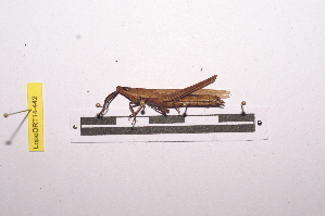  ( - LopeORT14-442)  @11 [ ] CreativeCommons - Attribution Non-Commercial Share-Alike (2014) Nicolas Moulin Nicolas Moulin entomologie