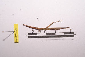  ( - LopeORT14-444)  @12 [ ] CreativeCommons - Attribution Non-Commercial Share-Alike (2014) Nicolas Moulin Nicolas Moulin entomologie