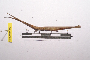  ( - LopeORT14-446)  @12 [ ] CreativeCommons - Attribution Non-Commercial Share-Alike (2014) Nicolas Moulin Nicolas Moulin entomologie