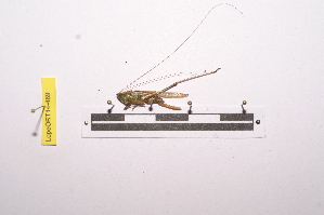  ( - LopeORT14-469)  @13 [ ] CreativeCommons - Attribution Non-Commercial Share-Alike (2014) Nicolas Moulin Nicolas Moulin entomologie