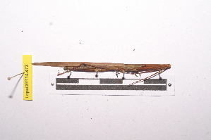  ( - LopeORT14-473)  @13 [ ] CreativeCommons - Attribution Non-Commercial Share-Alike (2014) Nicolas Moulin Nicolas Moulin entomologie