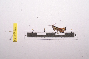  ( - LopeORT14-524)  @12 [ ] CreativeCommons - Attribution Non-Commercial Share-Alike (2014) Nicolas Moulin Nicolas Moulin entomologie