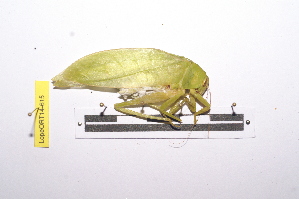  ( - LopeORT14-615)  @12 [ ] CreativeCommons - Attribution Non-Commercial Share-Alike (2014) Nicolas Moulin Nicolas Moulin entomologie