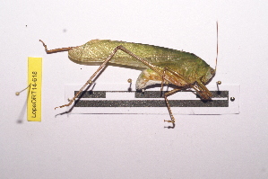  (Morgenia melica - LopeORT14-618)  @13 [ ] CreativeCommons - Attribution Non-Commercial Share-Alike (2014) Nicolas Moulin Nicolas Moulin entomologie