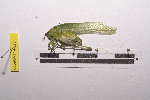  (Catoptropteryx capreola - LopeORT14-628)  @13 [ ] CreativeCommons - Attribution Non-Commercial Share-Alike (2014) Nicolas Moulin Nicolas Moulin entomologie