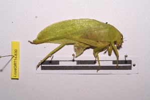  ( - LopeORT14-630)  @13 [ ] CreativeCommons - Attribution Non-Commercial Share-Alike (2014) Nicolas Moulin Nicolas Moulin entomologie