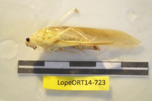  ( - LopeORT14-723)  @13 [ ] CreativeCommons - Attribution Non-Commercial Share-Alike (2014) Nicolas Moulin Nicolas Moulin entomologie