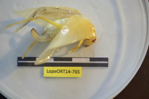  ( - LopeORT14-765)  @12 [ ] CreativeCommons - Attribution Non-Commercial Share-Alike (2014) Nicolas Moulin Nicolas Moulin entomologie
