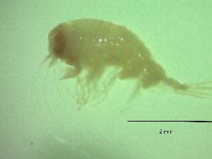  (Lestrigonus schizogeneios - AALS4PG)  @11 [ ] Attribution by P. Govender (2021) J.Groeneveld Oceanographic Research Institute