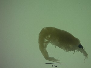  (Euphausia recurva - DE2PG)  @11 [ ] Attribution by P. Govender (2021) J.Groeneveld Oceanographic Research Institute