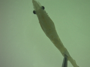  ( - DE3PG)  @11 [ ] Attribution by P. Govender (2021) J.Groeneveld Oceanographic Research Institute