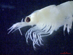  ( - E1-V5)  @11 [ ] Unspecified (default): All Rights Reserved (2021) J.Groeneveld Oceanographic Research Institute