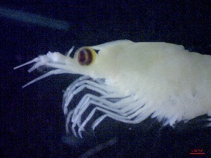  ( - E1-V7)  @11 [ ] Unspecified (default): All Rights Reserved (2021) J.Groeneveld Oceanographic Research Institute