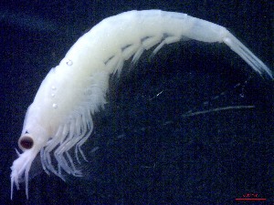  ( - E1-V7)  @11 [ ] Unspecified (default): All Rights Reserved (2021) J.Groeneveld Oceanographic Research Institute