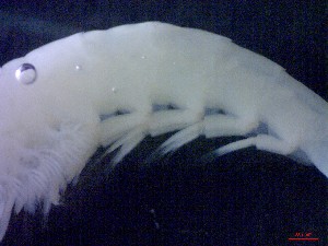  ( - E1-V7)  @11 [ ] Unspecified (default): All Rights Reserved (2021) J.Groeneveld Oceanographic Research Institute