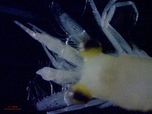  ( - E1-V7)  @11 [ ] Unspecified (default): All Rights Reserved (2021) J.Groeneveld Oceanographic Research Institute