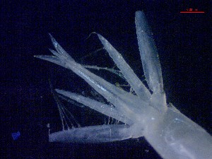  ( - E1-V7)  @11 [ ] Unspecified (default): All Rights Reserved (2021) J.Groeneveld Oceanographic Research Institute