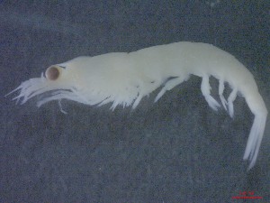  (Euphausia recurva - E3-O17)  @11 [ ] Unspecified (default): All Rights Reserved (2021) J.Groeneveld Oceanographic Research Institute