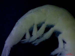  ( - E5-O11)  @11 [ ] Unspecified (default): All Rights Reserved (2021) J.Groeneveld Oceanographic Research Institute