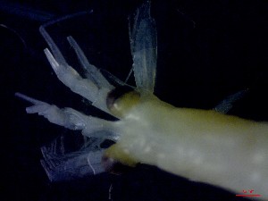  ( - E5-O11)  @11 [ ] Unspecified (default): All Rights Reserved (2021) J.Groeneveld Oceanographic Research Institute