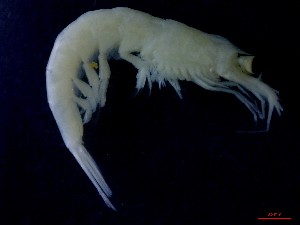  ( - E5-O11)  @11 [ ] Unspecified (default): All Rights Reserved (2021) J.Groeneveld Oceanographic Research Institute