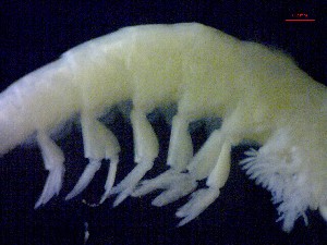  ( - E5-O1)  @11 [ ] Unspecified (default): All Rights Reserved (2021) J.Groeneveld Oceanographic Research Institute