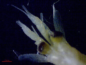  ( - E5-O1)  @11 [ ] Unspecified (default): All Rights Reserved (2021) J.Groeneveld Oceanographic Research Institute