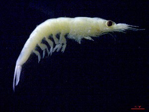  ( - E5-O1)  @11 [ ] Unspecified (default): All Rights Reserved (2021) J.Groeneveld Oceanographic Research Institute