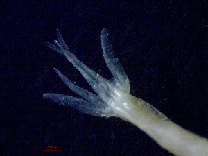  ( - E5-O1)  @11 [ ] Unspecified (default): All Rights Reserved (2021) J.Groeneveld Oceanographic Research Institute