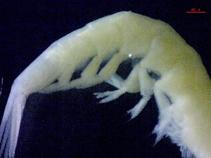  ( - E5-O3)  @11 [ ] Unspecified (default): All Rights Reserved (2021) J.Groeneveld Oceanographic Research Institute