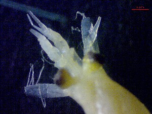  ( - E5-O3)  @11 [ ] Unspecified (default): All Rights Reserved (2021) J.Groeneveld Oceanographic Research Institute