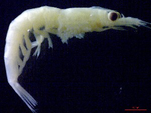  ( - E5-O3)  @11 [ ] Unspecified (default): All Rights Reserved (2021) J.Groeneveld Oceanographic Research Institute