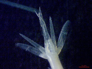  ( - E5-O3)  @11 [ ] Unspecified (default): All Rights Reserved (2021) J.Groeneveld Oceanographic Research Institute