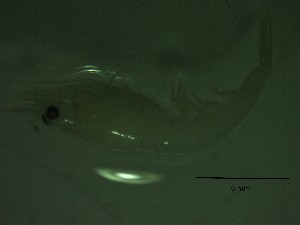 ( - HE3PG)  @11 [ ] Attribution by P. Govender (2021) J.Groeneveld Oceanographic Research Institute