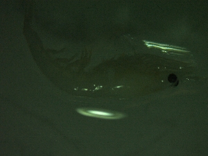  ( - HE3PG)  @11 [ ] Attribution by P. Govender (2021) J.Groeneveld Oceanographic Research Institute