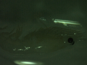  ( - HE3PG)  @11 [ ] Attribution by P. Govender (2021) J.Groeneveld Oceanographic Research Institute