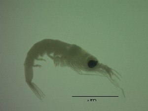  ( - SE2PG)  @11 [ ] Attribution by P. Govender (2021) J.Groeneveld Oceanographic Research Institute