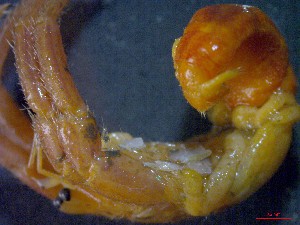  ( - CRDN16)  @11 [ ] cc-by-sa (2024) Jannes Landschoff The Sea Change Project