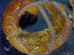  ( - CRDN16)  @11 [ ] cc-by-sa (2024) Jannes Landschoff The Sea Change Project