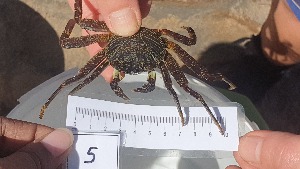  ( - CRDN105)  @11 [ ] Attribution by P. Govender (2021) J.Groeneveld Oceanographic Research Institute