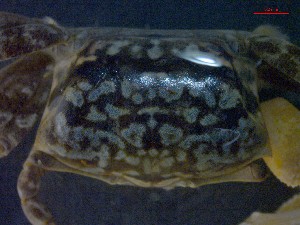  (Austruca annulipes - CRDN11)  @11 [ ] Attribution by P. Govender (2021) J.Groeneveld Oceanographic Research Institute