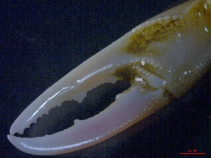  ( - CRDN11)  @11 [ ] Attribution by P. Govender (2021) J.Groeneveld Oceanographic Research Institute