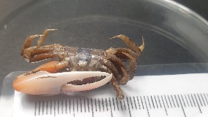  ( - CRDN11)  @11 [ ] Attribution by P. Govender (2021) J.Groeneveld Oceanographic Research Institute