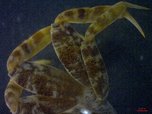  ( - CRDN11)  @11 [ ] Attribution by P. Govender (2021) J.Groeneveld Oceanographic Research Institute