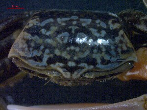  ( - CRDN12)  @11 [ ] Attribution by P. Govender (2021) J.Groeneveld Oceanographic Research Institute