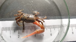  ( - CRDN12)  @11 [ ] Attribution by P. Govender (2021) J.Groeneveld Oceanographic Research Institute
