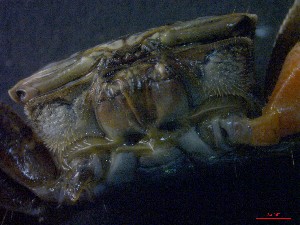  ( - CRDN12)  @11 [ ] Attribution by P. Govender (2021) J.Groeneveld Oceanographic Research Institute