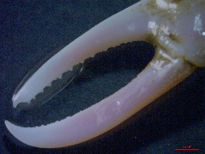  ( - CRDN12)  @11 [ ] Attribution by P. Govender (2021) J.Groeneveld Oceanographic Research Institute